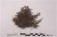 藏品(耳葉蘚屬)的圖片